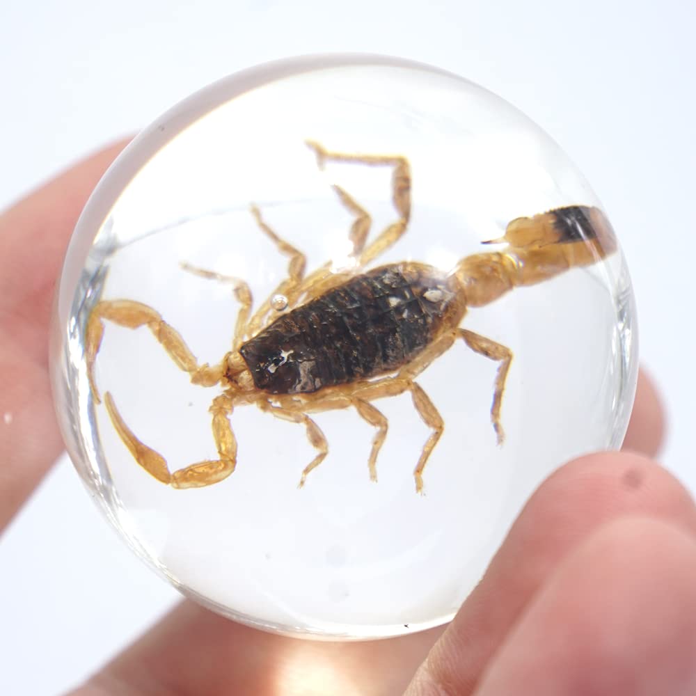 Scorpion In Resin Ball