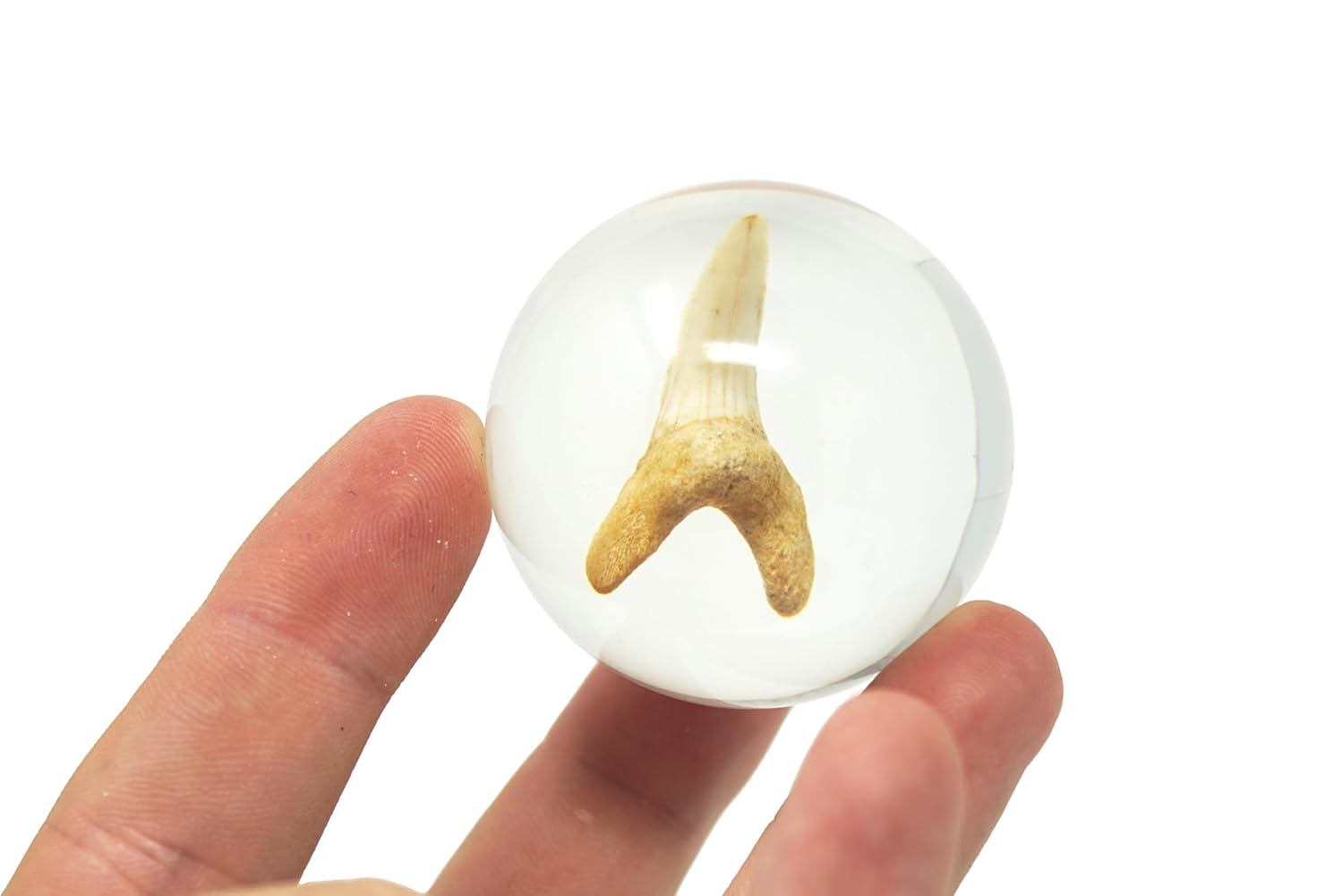 Shark Tooth In Resin